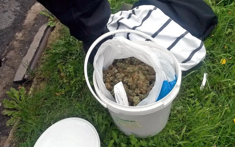 Kýbl plný marihuany