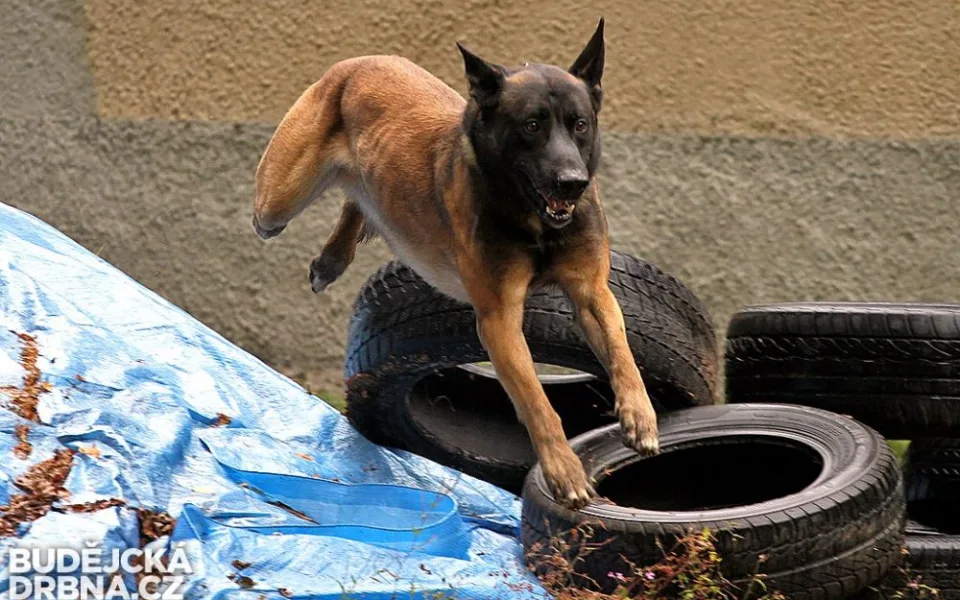 Tříapůlletý belgický ovčák malinois jménem Attu