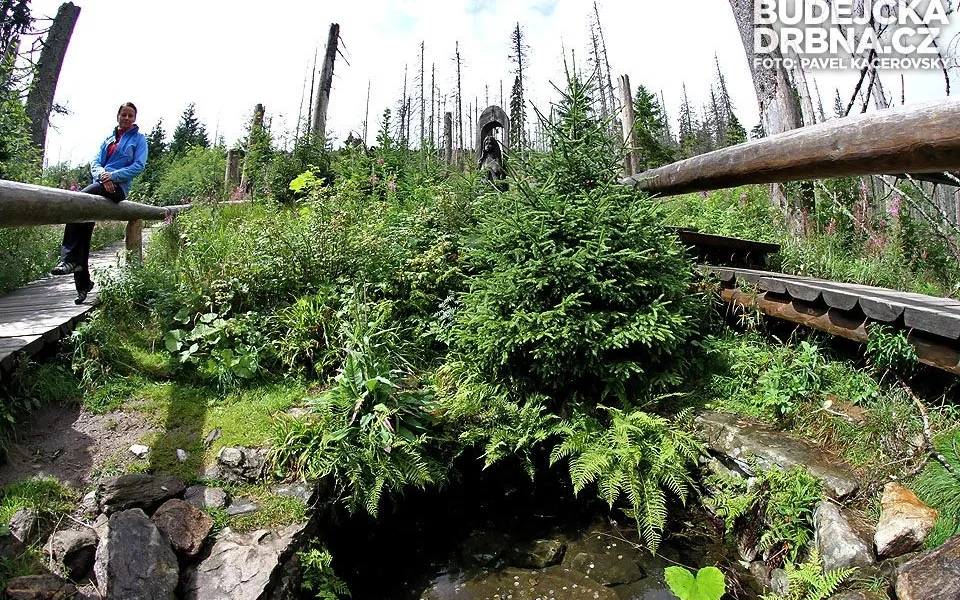 Turisty hojně vyhledávané místo - prameny Vltavy nedaleko Kvildy