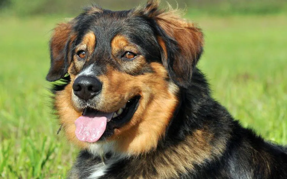 Samík