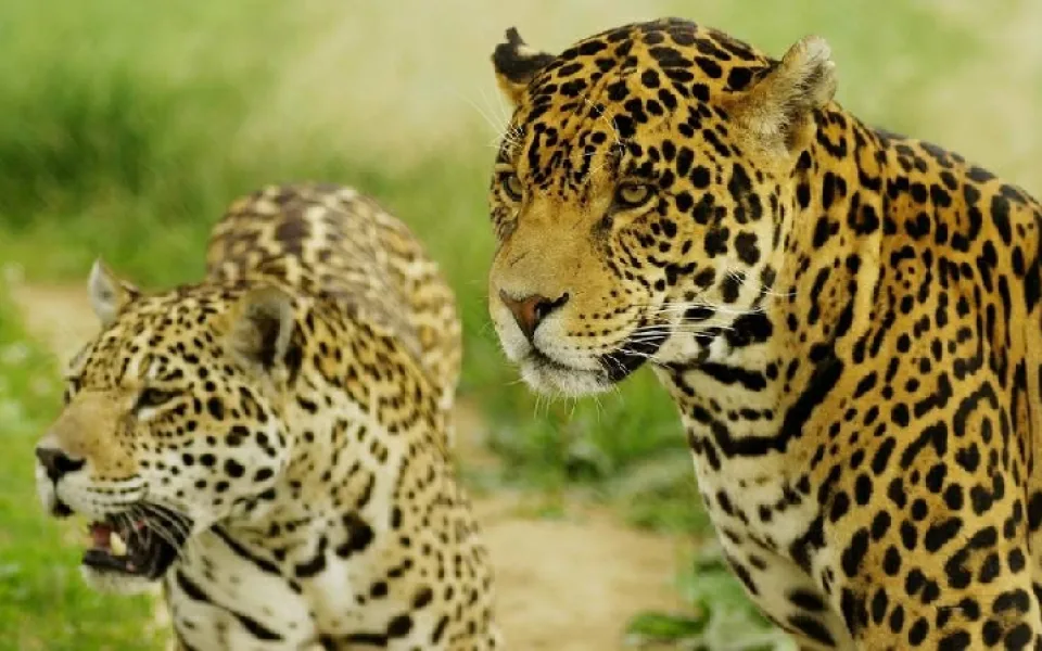 Zvířata v táborské zoo zatím zůstávají
