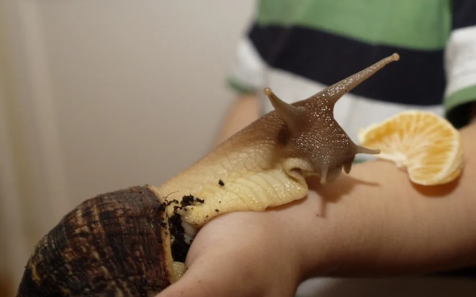Achatina recitulata