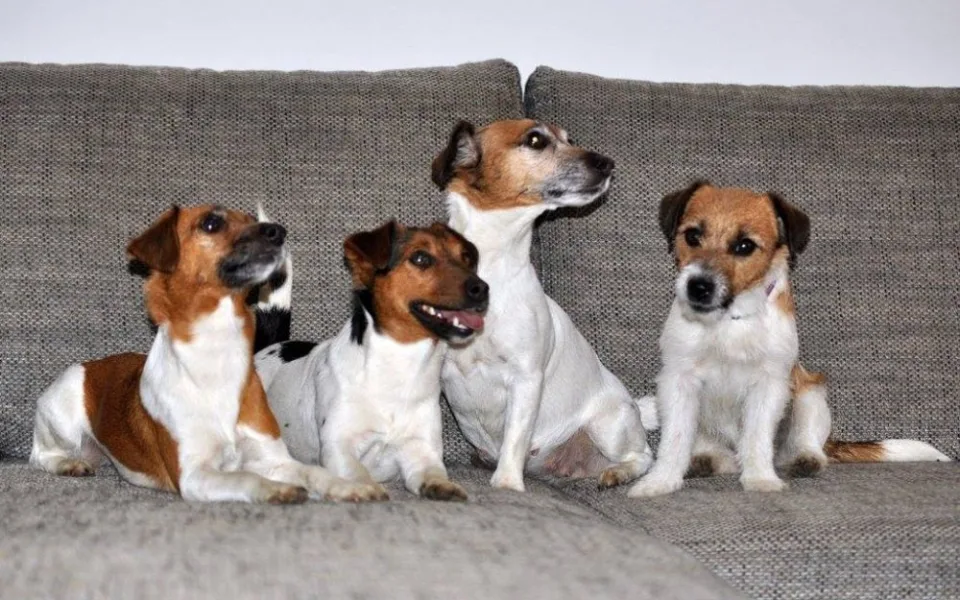 Fenky Jack Russell teriéra