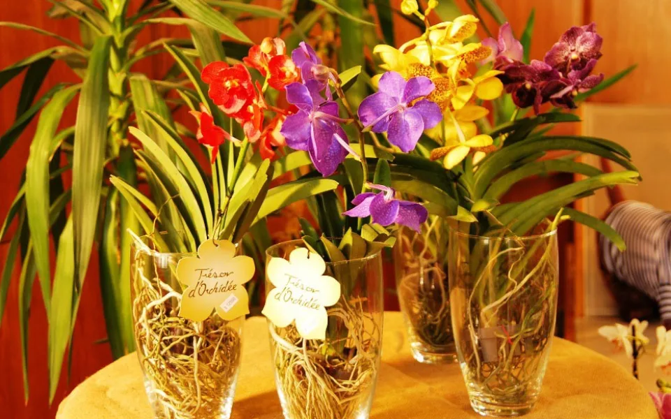 Orchideje lákaly i v loňském roce