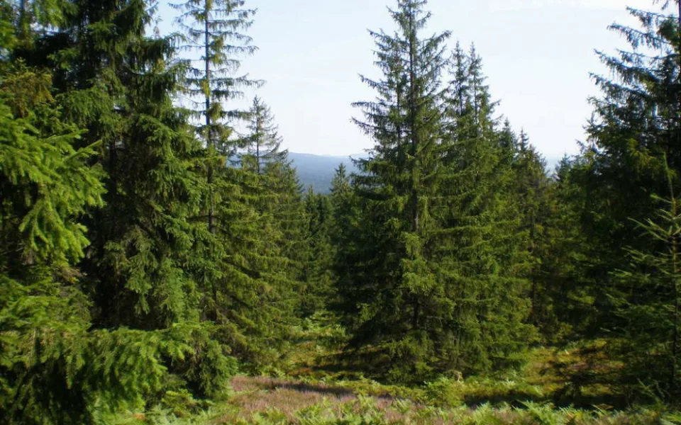 Ilustrační foto