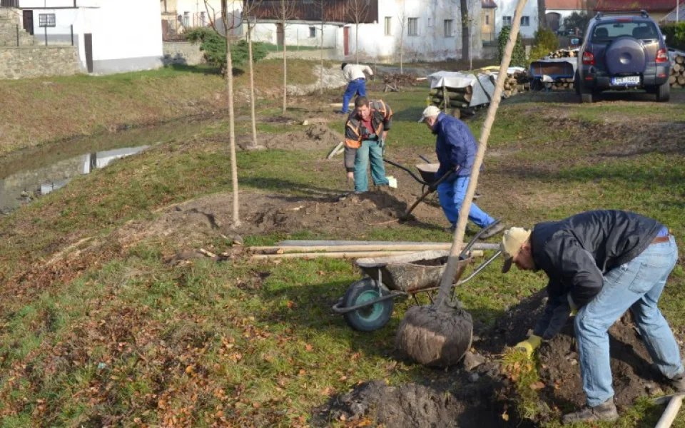 V Netolicích mají novou stromovou alej