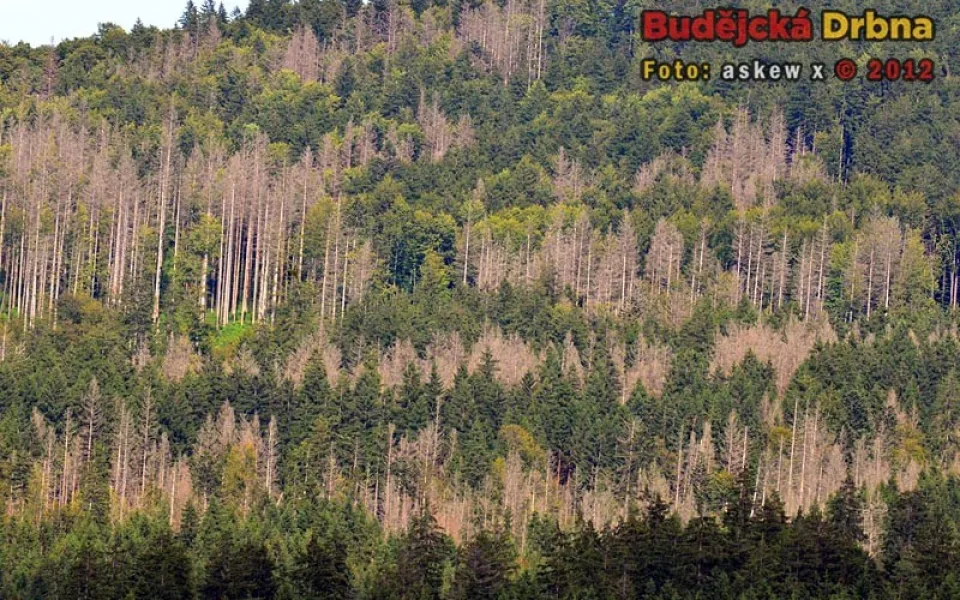 1000x1000-1346063412-narodni-park-sumava