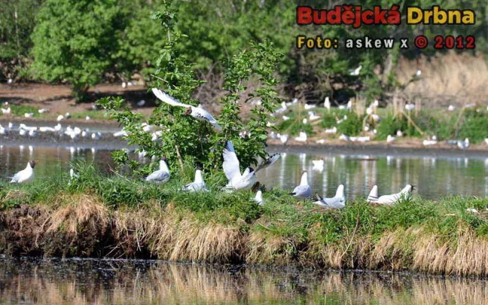 Ilustrační foto Lesy a rybníky města České Budějovice
