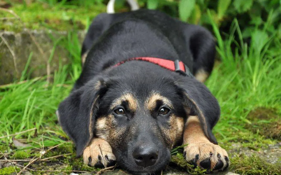 Animal Rescue