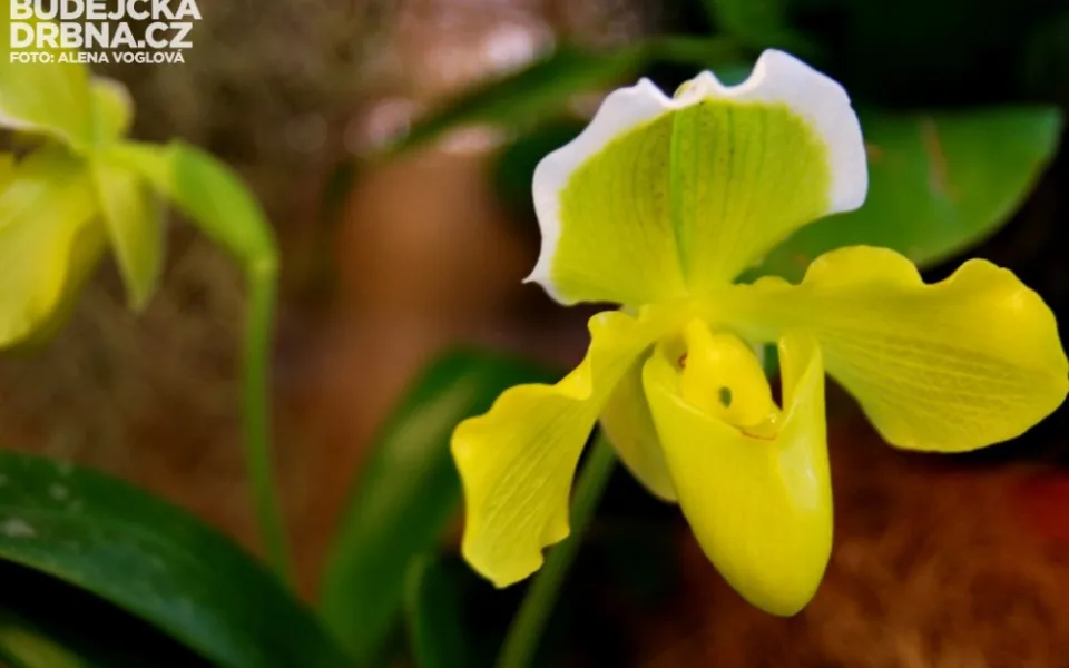 Orchidej