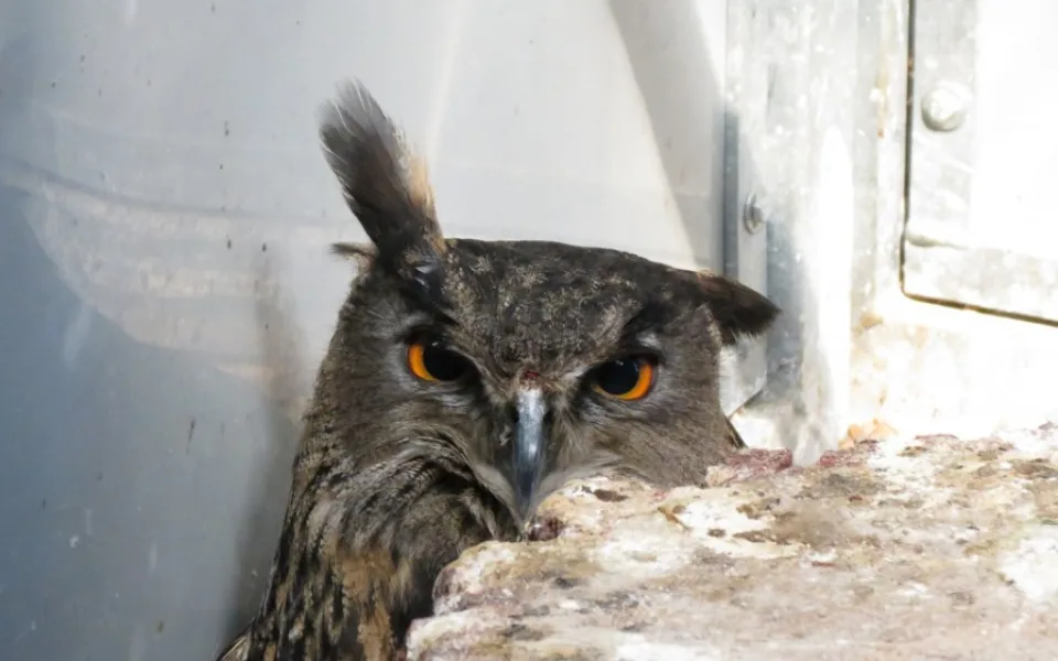 Sova v soví voliéře
