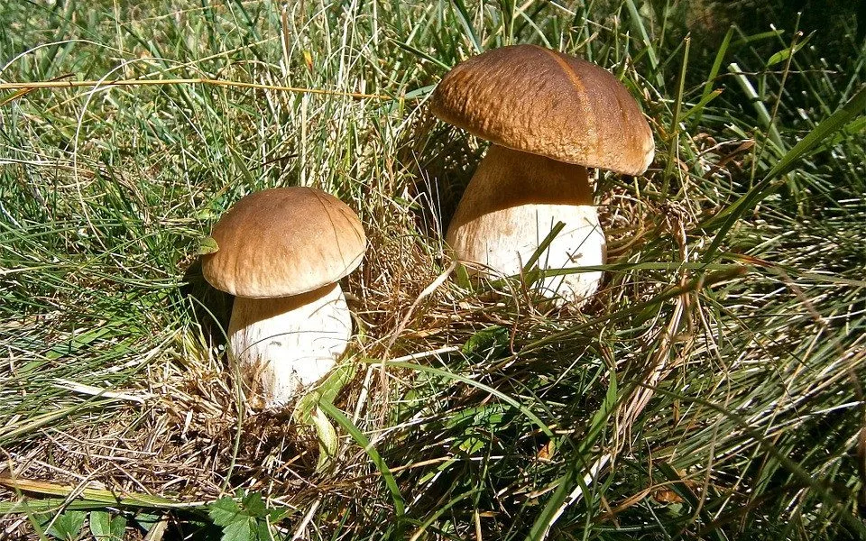 Ilustrační foto