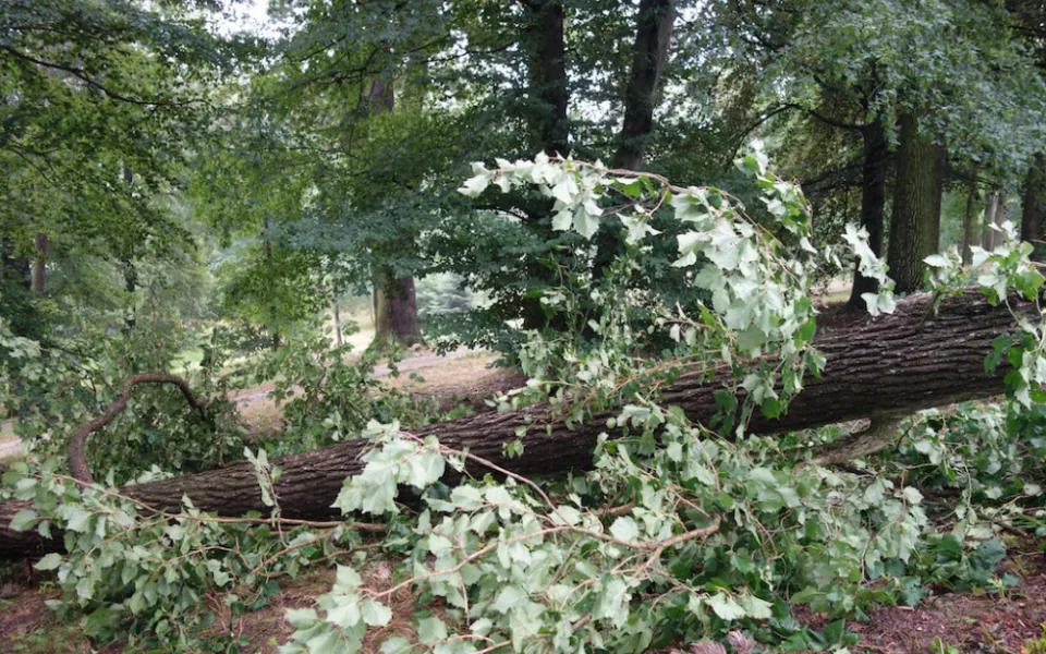 Bouřka vyvracela stromy v okolí infocentra