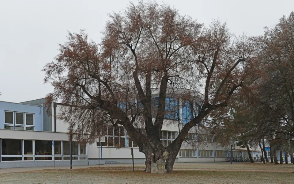 Lípa u plovárny