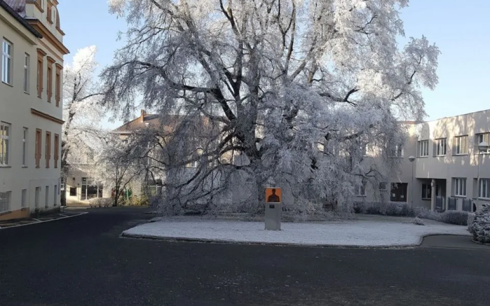 Fotografie lípy, která získala zvláštní ocenění