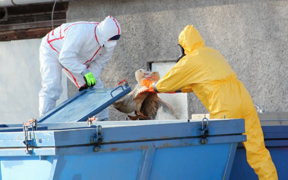 Likvidace kachen nakažených ptačí chřipkou v chovu společnosti Blatenská ryba.
