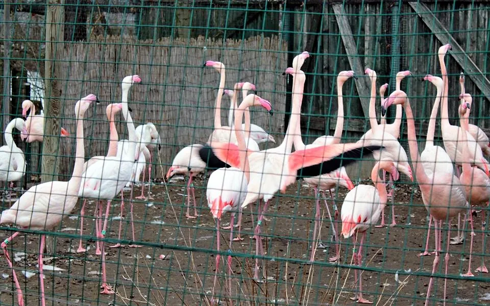 Zoo Ohrada v Hluboké nad Vltavou.