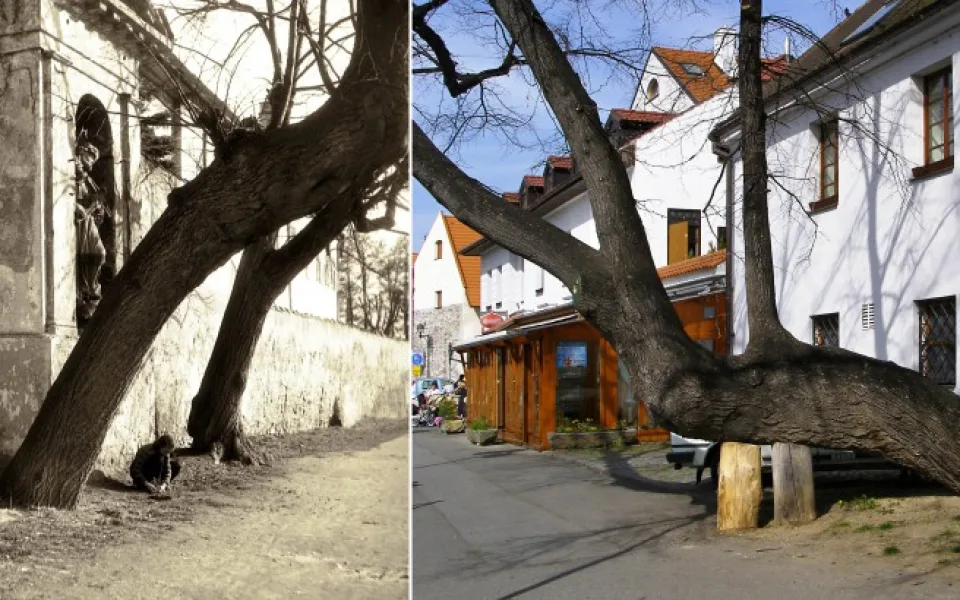 vlevo lípy u slepého ramene v roce 1955, vpravo dnes.