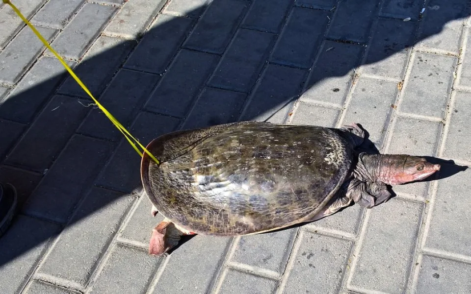 Želva v Pekingu