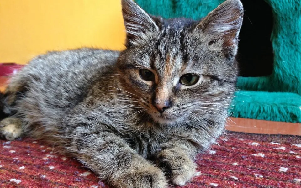 V českobudějovických depozitech čekají na adopci dvě desítky opuštěných kočiček.
