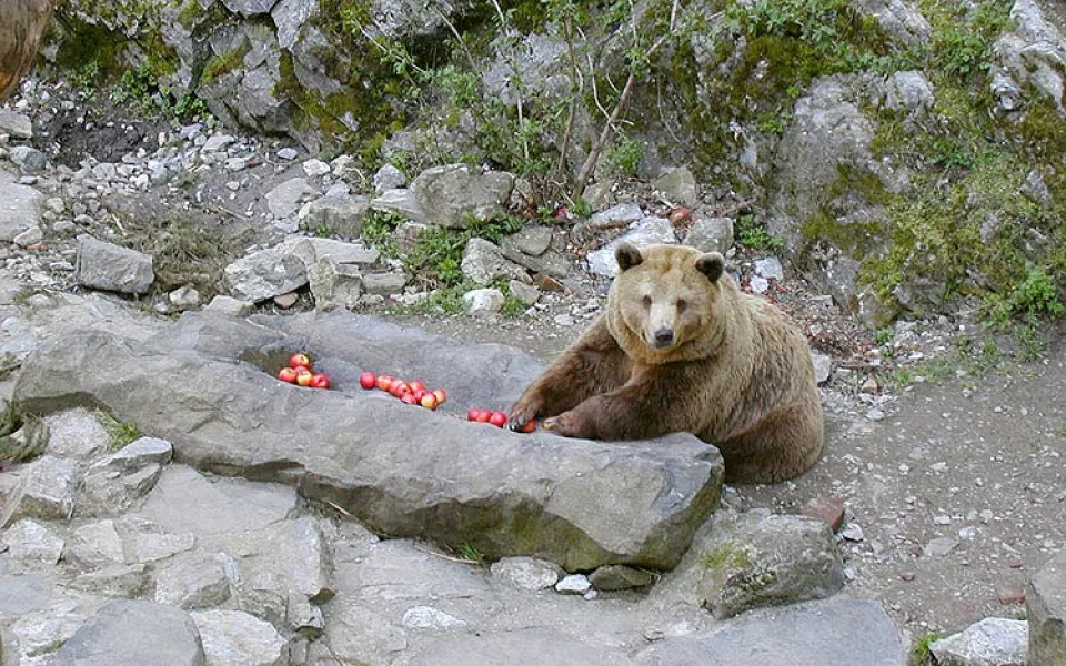 Medvědice Katřina.