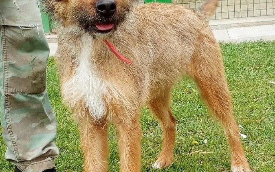 Fenka Lady