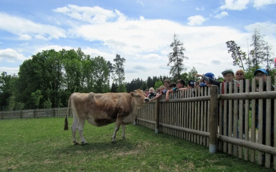 Kráva Bára a děti v ZOO Tábor