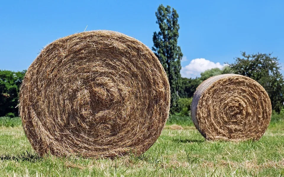 Ilustrační foto