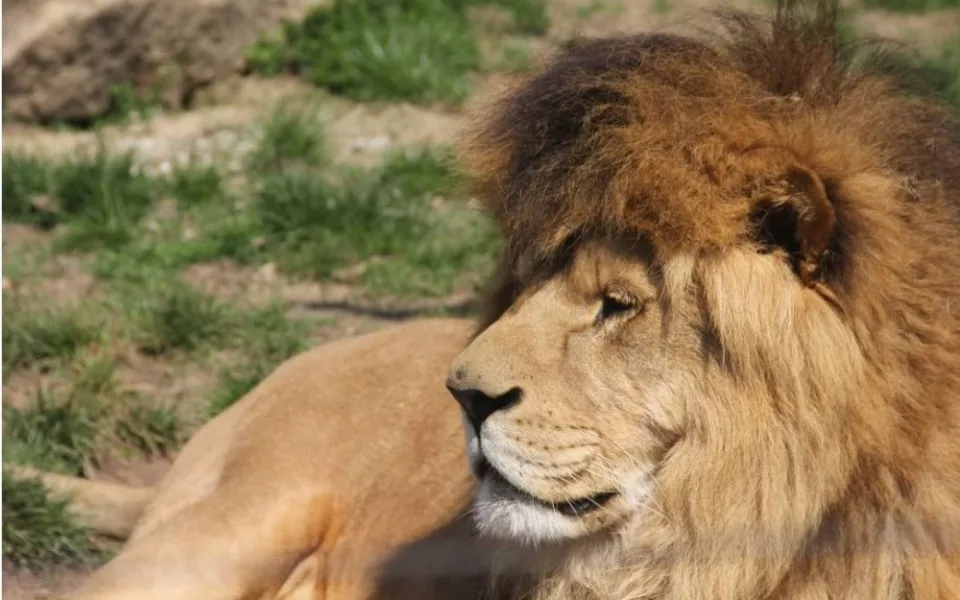 Oslavenec Simba