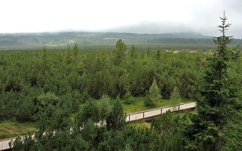 Národní park Šumava požádal o vydání zákazu vstupu do některých lesů