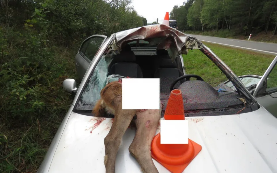 Srážka laně s automobilem skončila vážným zraněním řidiče.