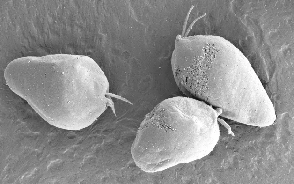 Diplonema papillatum - obrázek ze skenovacího elektronového mikroskopu.