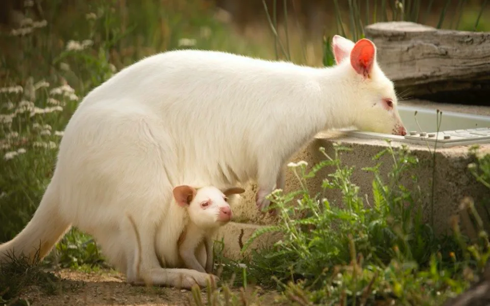 Klokani v táborské zoo