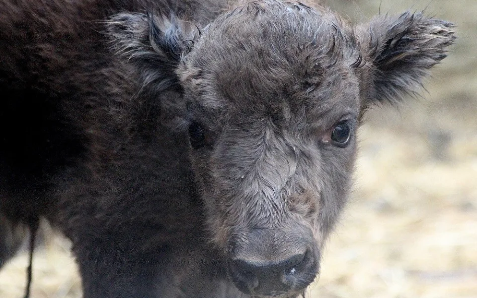 V táborské zoo se narodil první vzácný zubr.