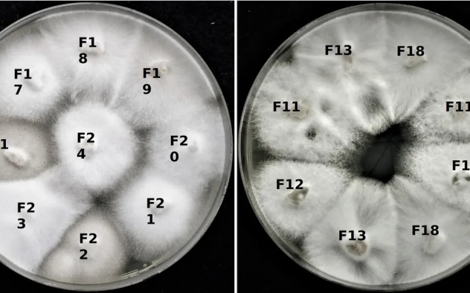 Hned tři nové viry objevil tým virologů z Biologického centra Akademie věd České republiky v Českých Budějovicích uvnitř buněk houby Sodiomyces alkalinus.