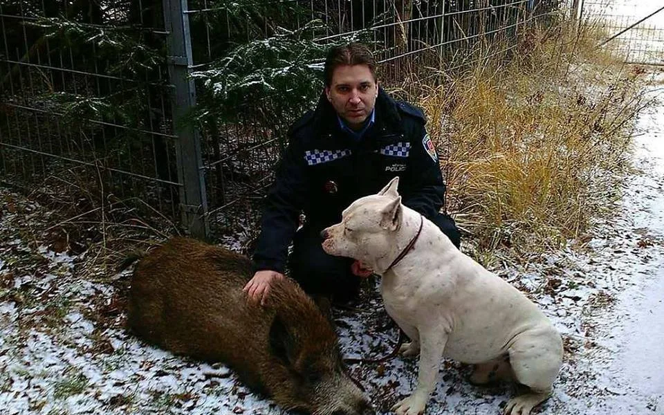 Strážník spolu s divočákem a pitbullem