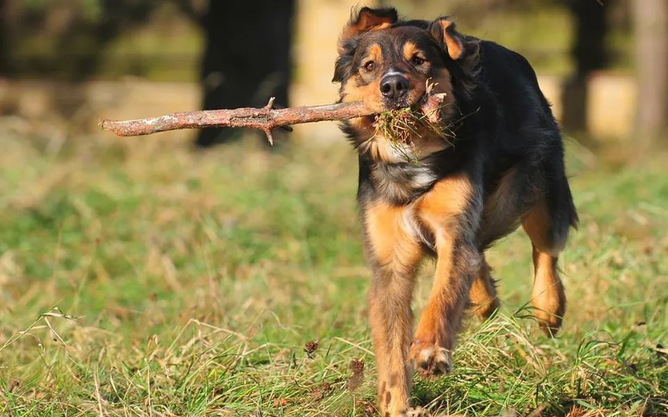 Sam z Animal rescue hledá nového páníčka