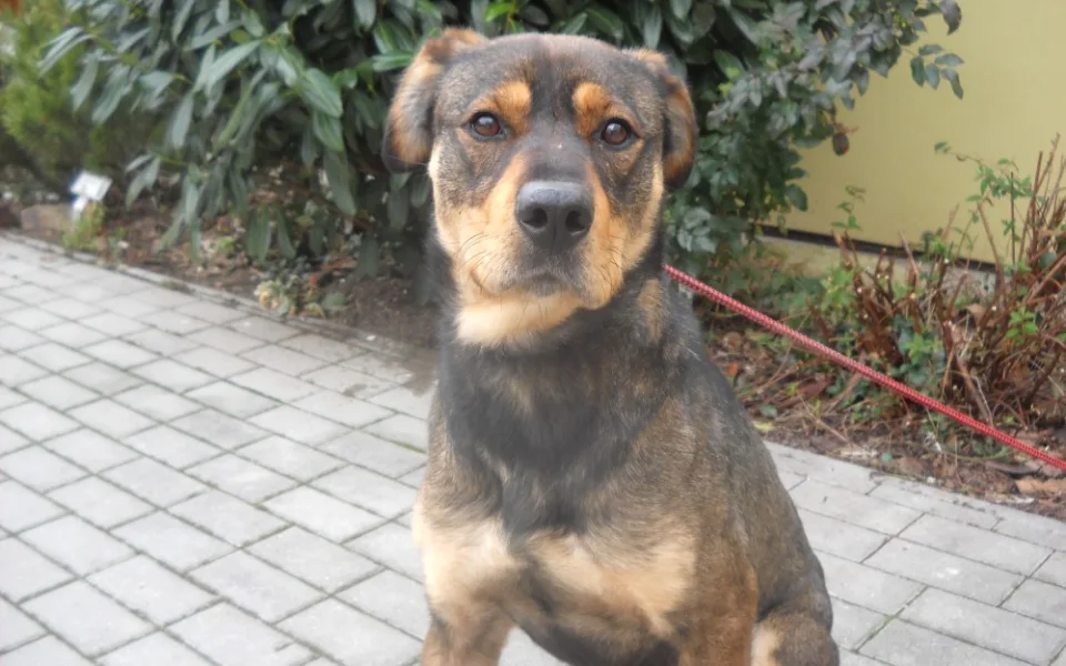 Aiva z českobudějovického útulku čeká na nového páníčka.