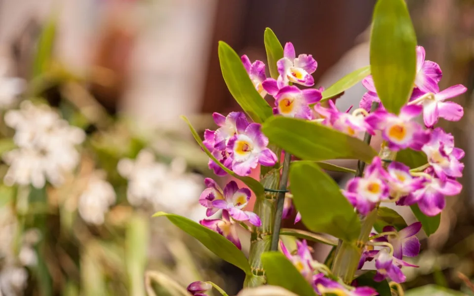 Jihočeské muzeum opět pořáda tradiční a oblíbenou výstavu orchidejí, bromélií, sukulentů a jiných exotických rostlin