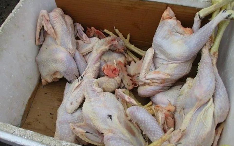 Veterináři s celníky odhalili ve Strakonicích přepravu potravin neznámého původu.