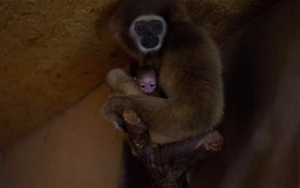 Giboni v jihočeské zoo Dvorec