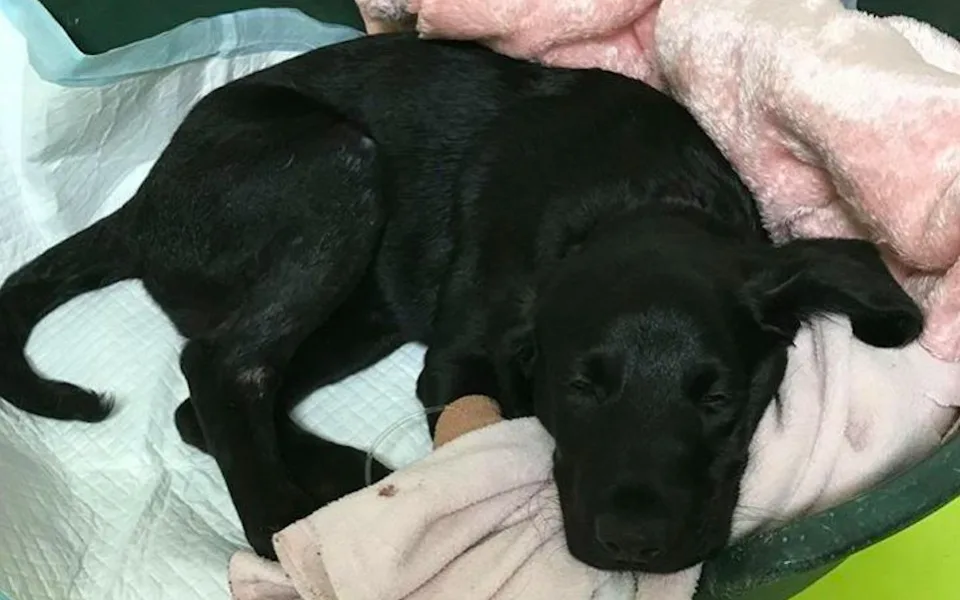 Týrané tříměsíční štěně labradora Marley.