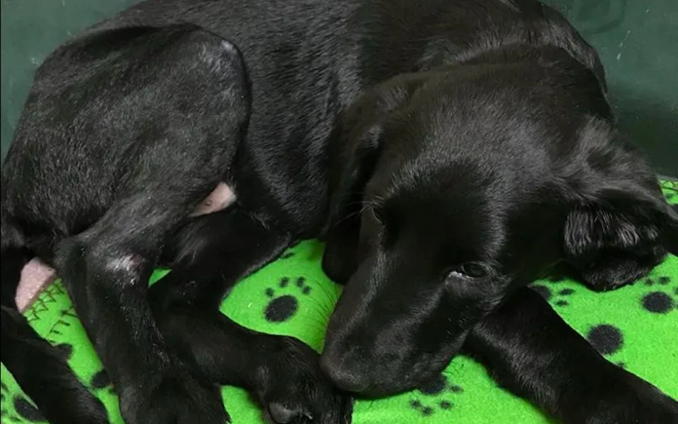 Marley je stabilizovaný a zotavuje se. Lidé v Prachaticích za něj vyrazí bojovat do ulic