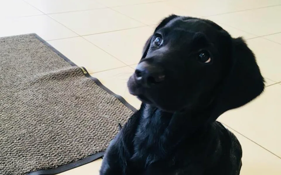 Marley už odjel z pražské kliniky