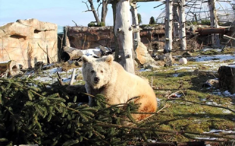 Samice medvěda plavého v hlubocké zoo.