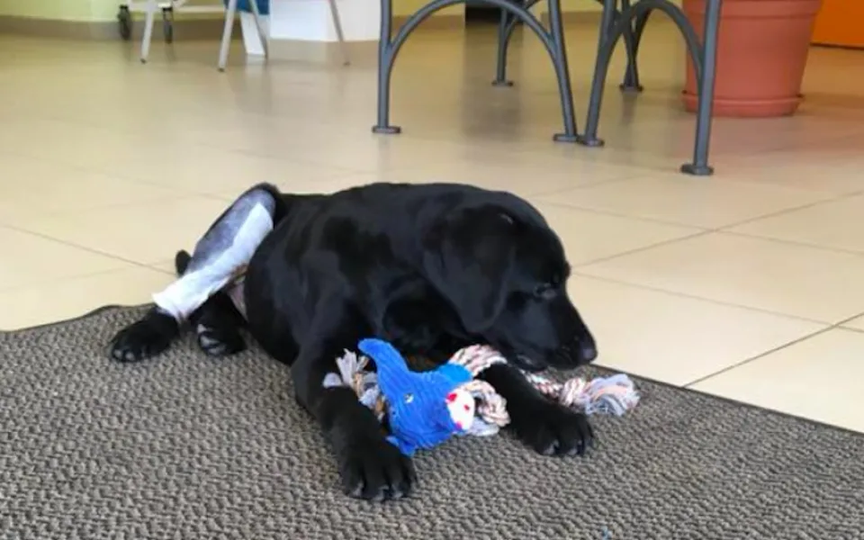 Marley nebude mít trvalé následky. I tak ale policie vyhodnotila čin čtyřiadvacetiletého Jakuba jako zvlášť surový.