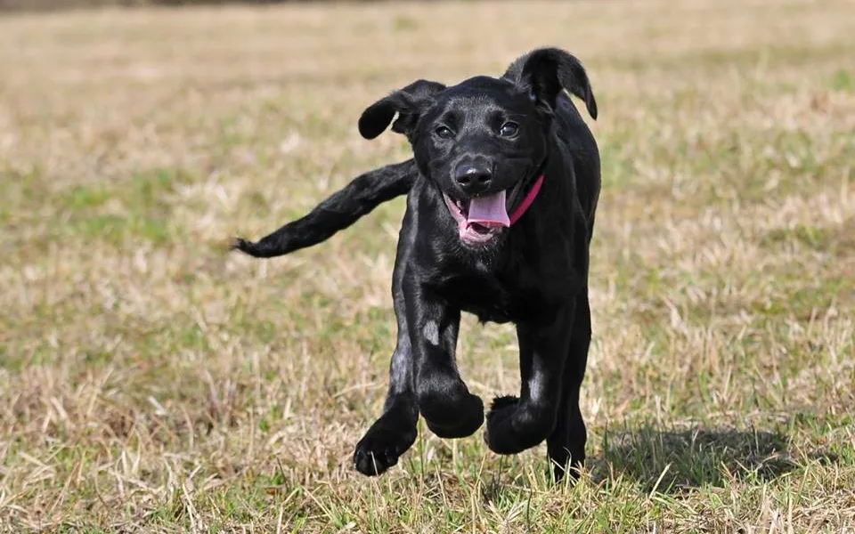 Marley je prlný života.  Zdroj: Facebook Animal Rescue – Odchytová služba a útulek