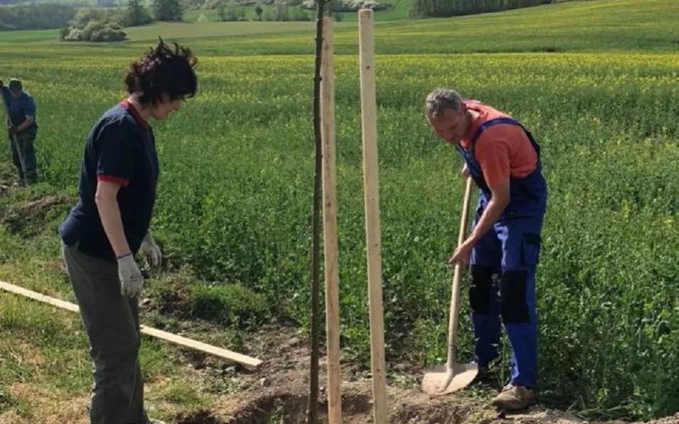 V Čepřovicích na Strakonicku tamní rodiny vysázely podél místní komunikace novou stromovou alej