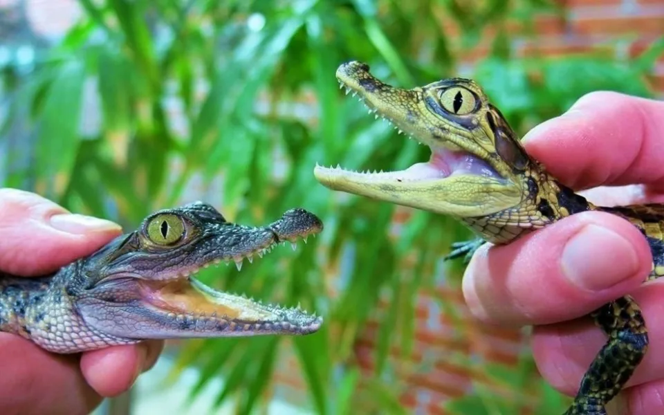 Krokodýlí zoo Protivín