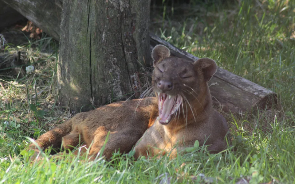 Fosa madagaskarská
